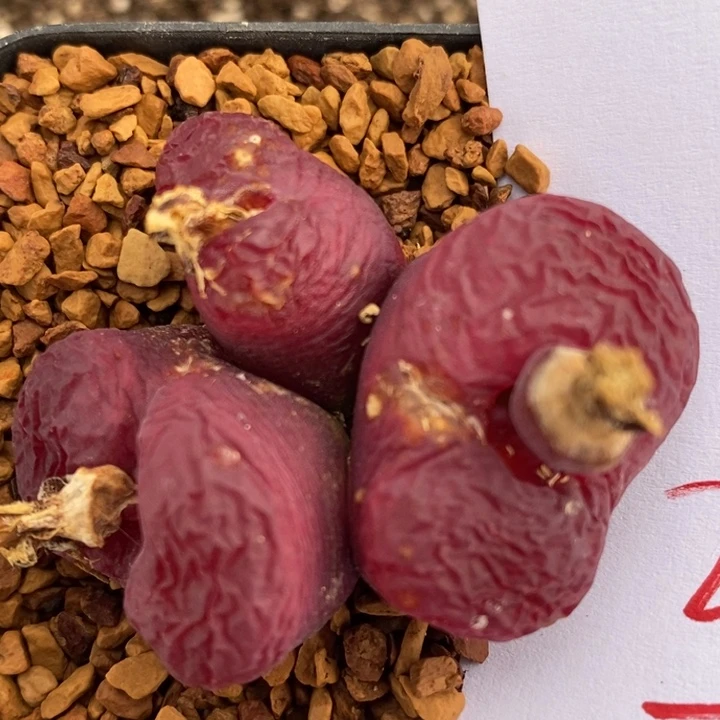 2060一颗一颗一颗