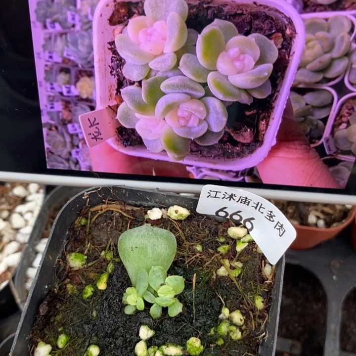 标666龙葵一个专拍