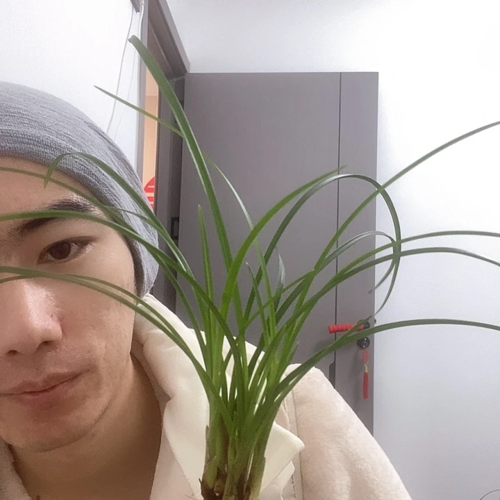 完全开放秋月素兰花