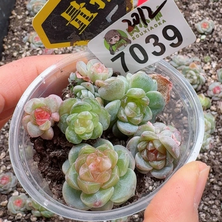 多肉植物多肉植物