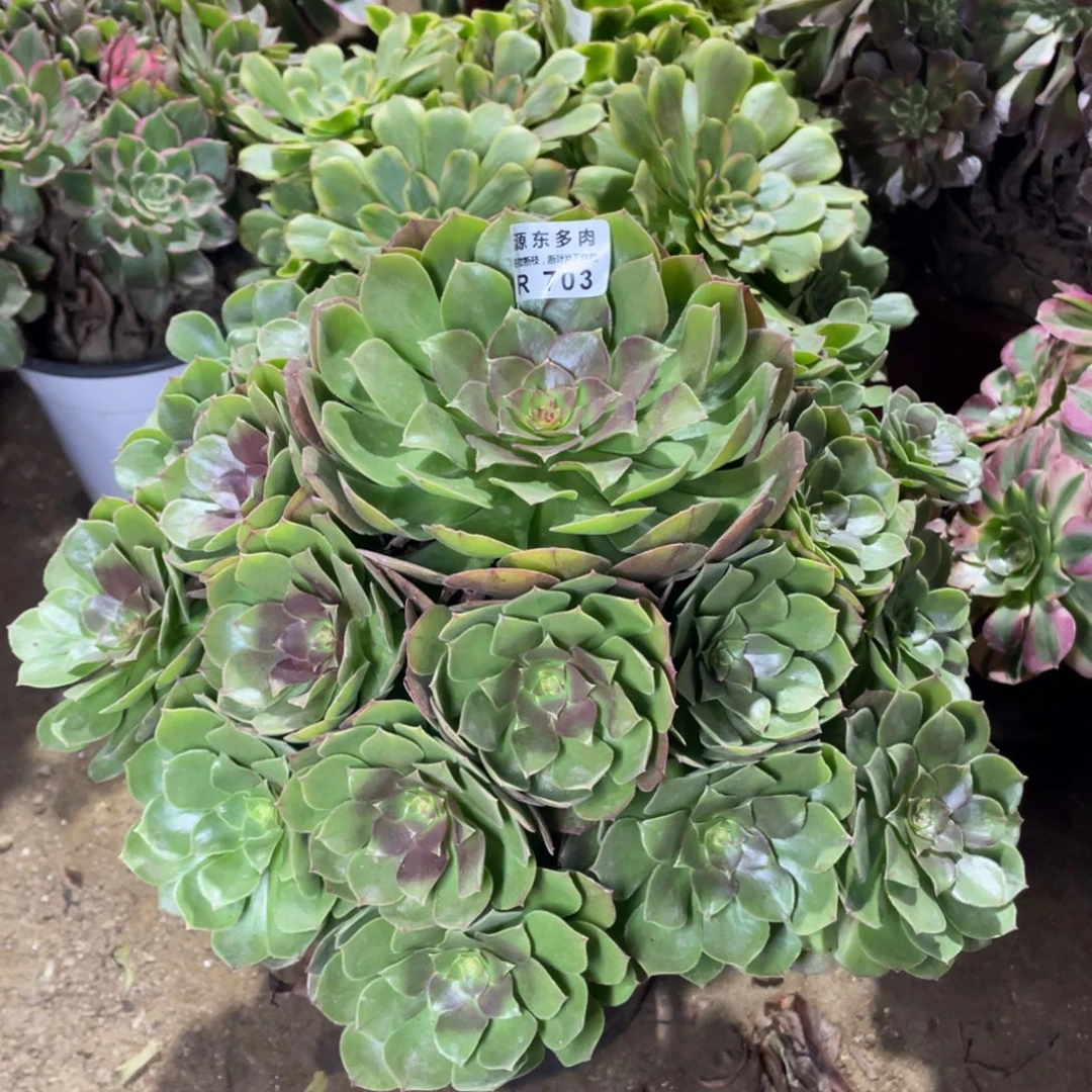 703红心多肉法师断枝不包