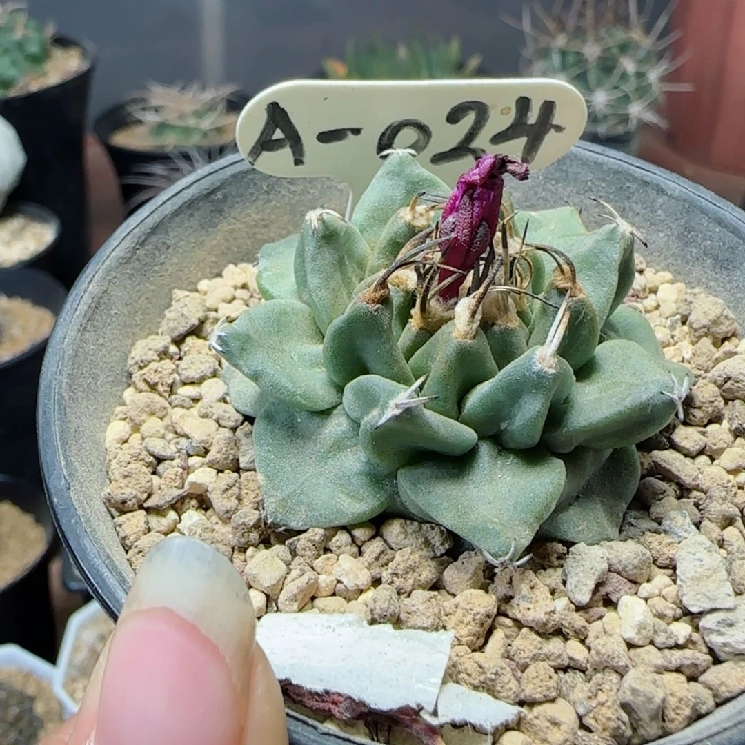 G****m实生赤花娇丽多肉