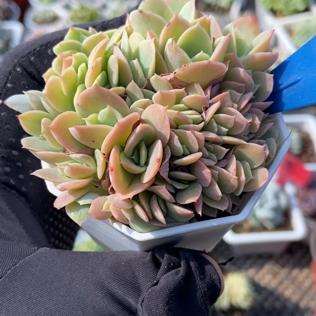 441丝绸面沙缀多肉植物保护
