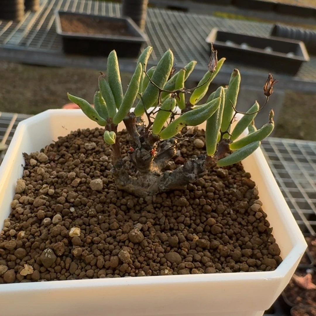 黑曼巴奇峰锦诱惑一物一拍