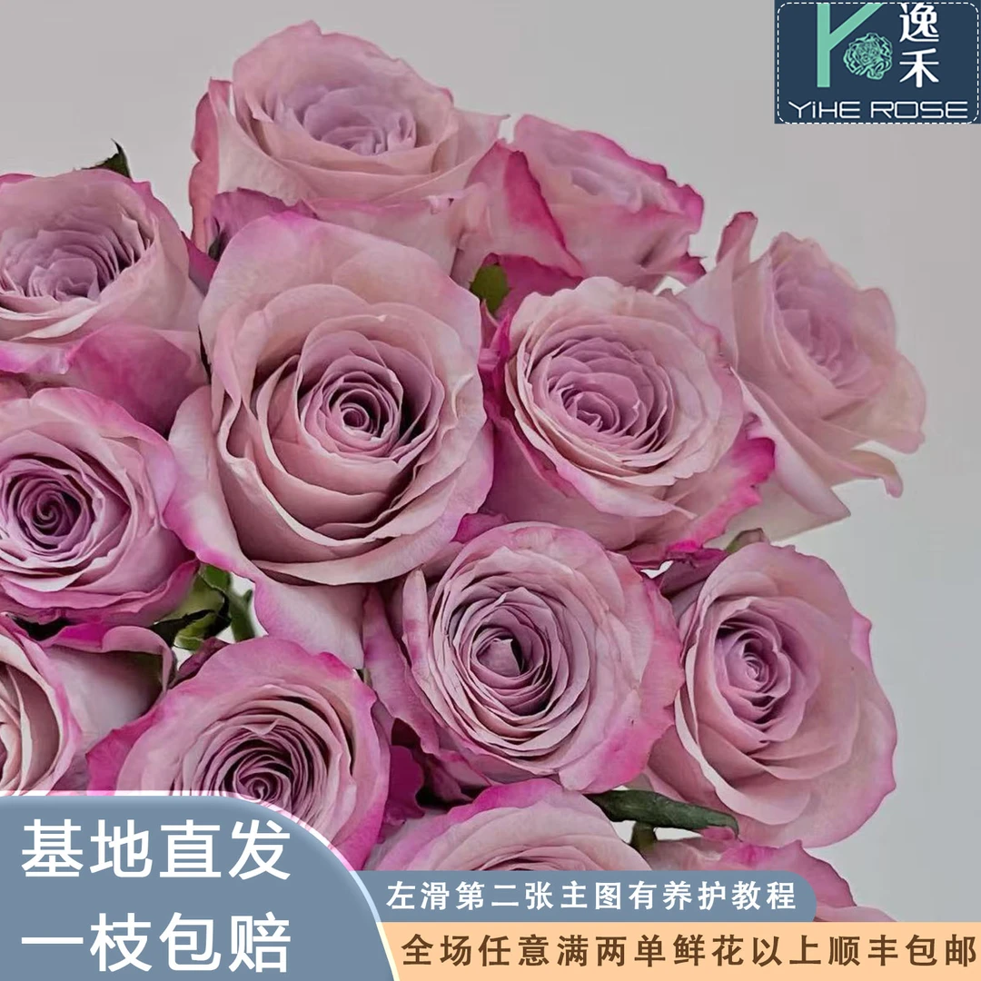 逸禾基地气场单头玫瑰鲜花基地直采直发2单顺丰包邮含保鲜剂