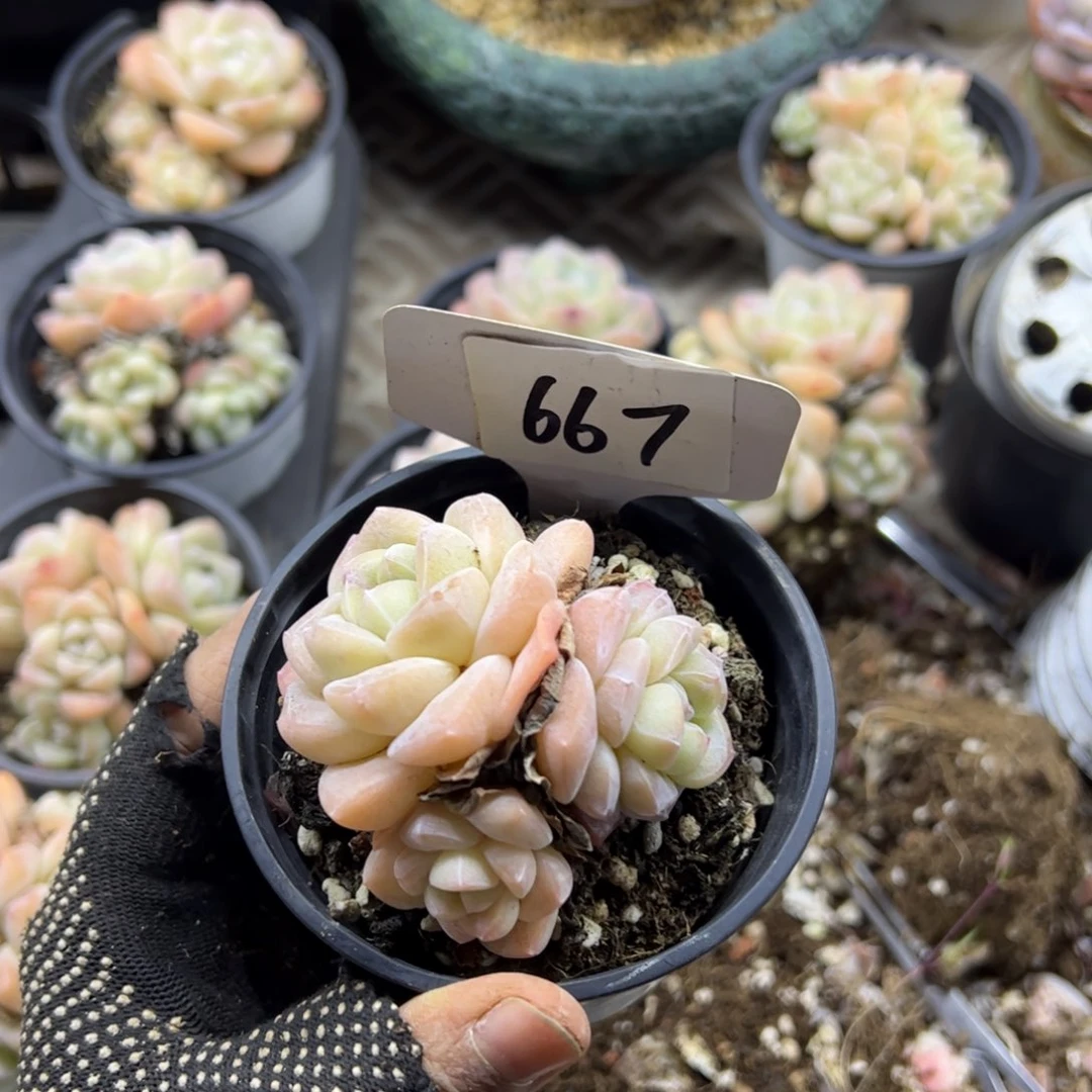 红陶雾*667号多肉植物