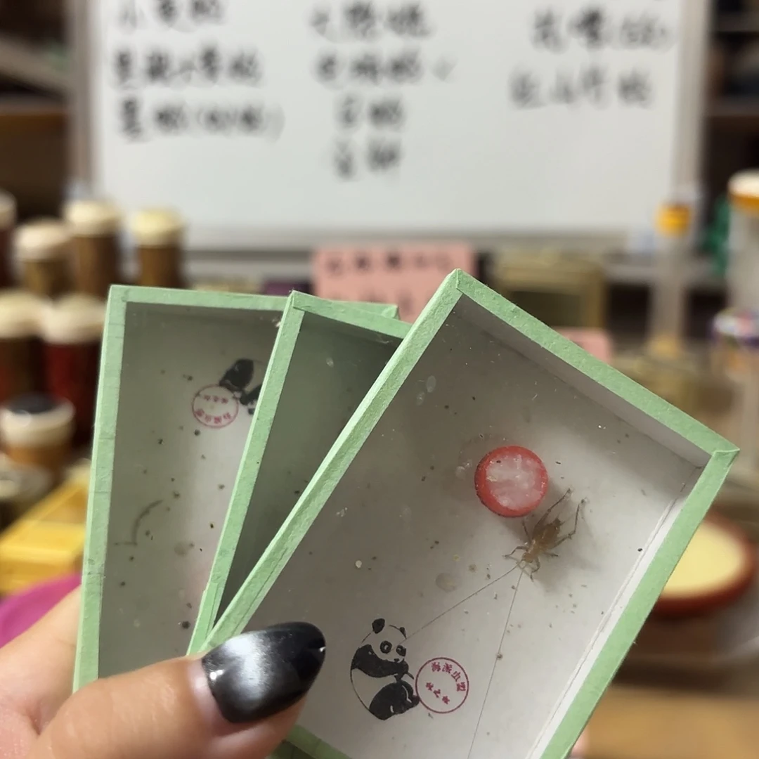 三条中须野生大黄蛉