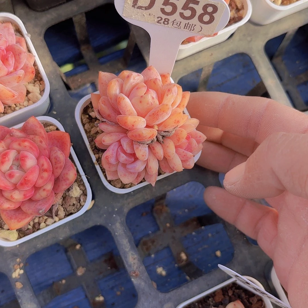 D558群颗粒控养橙子一物一拍