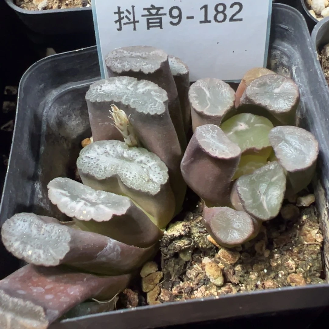 9-182肉锥多肉植物，