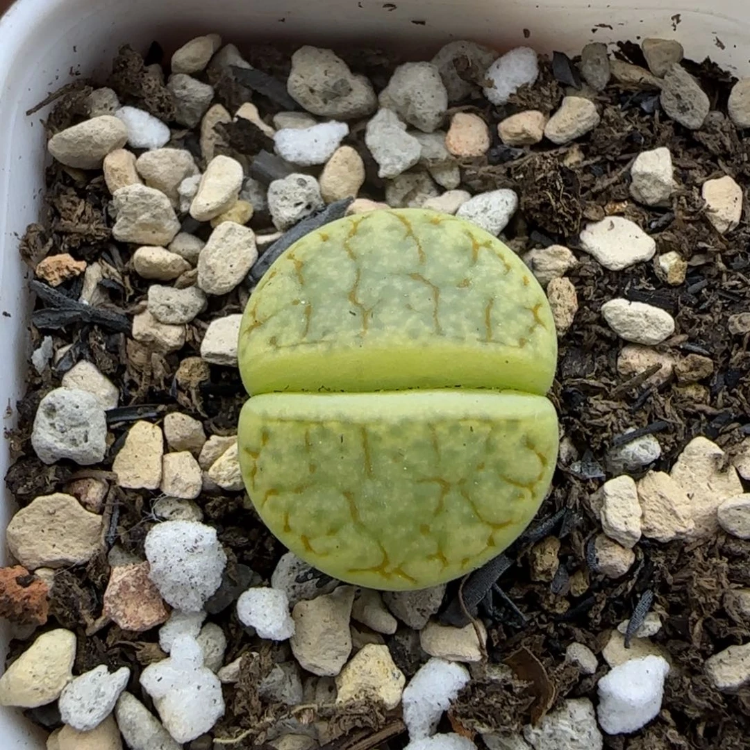 绿荒清框福利30包邮