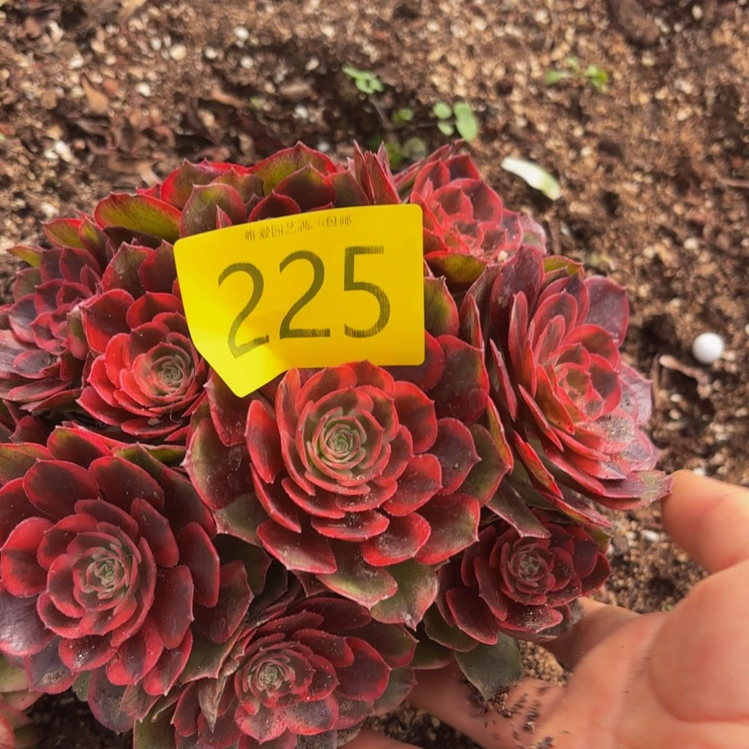 哈哈多肉葡萄福利225