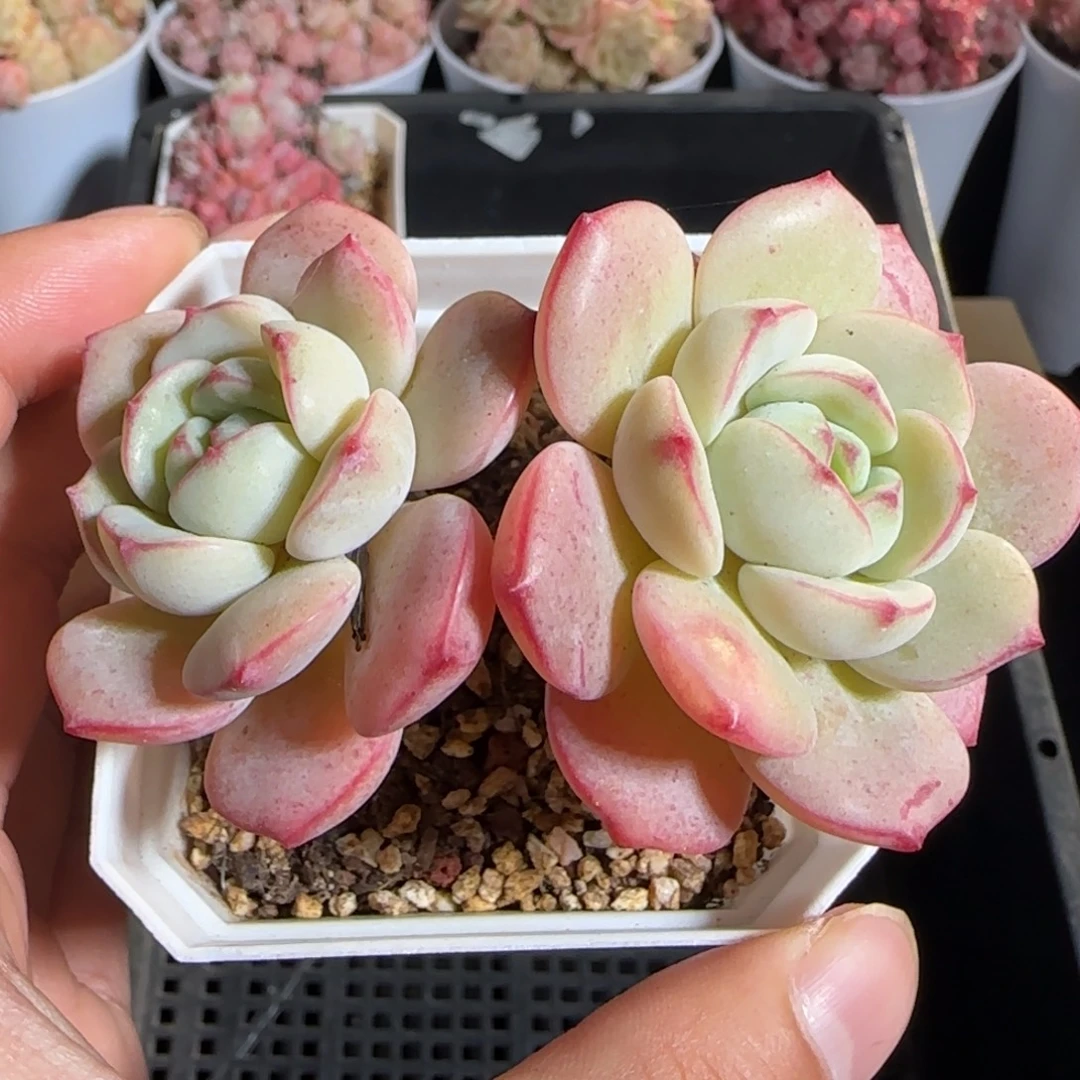 多肉1222-138香草小老桩
