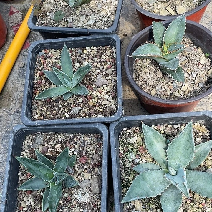 不***0无花朵龙舌兰绿色植物