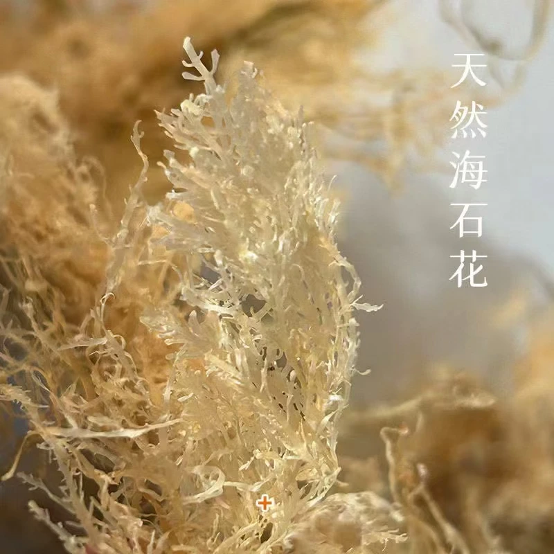 漳州四果汤配料天然海石花草自然晒石花冻石花膏250克包邮