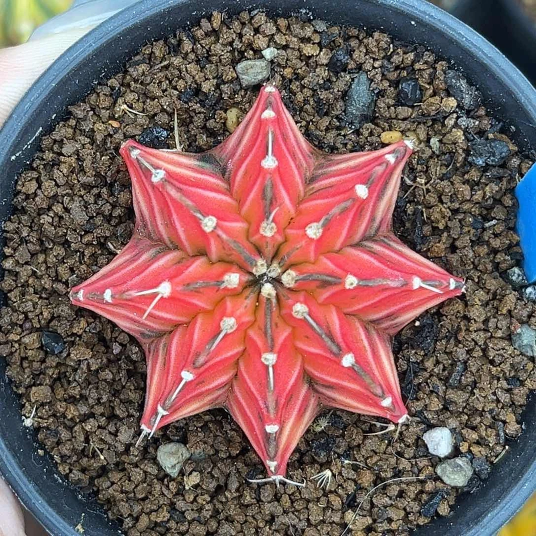 159 泰系肋骨锦 带盆土