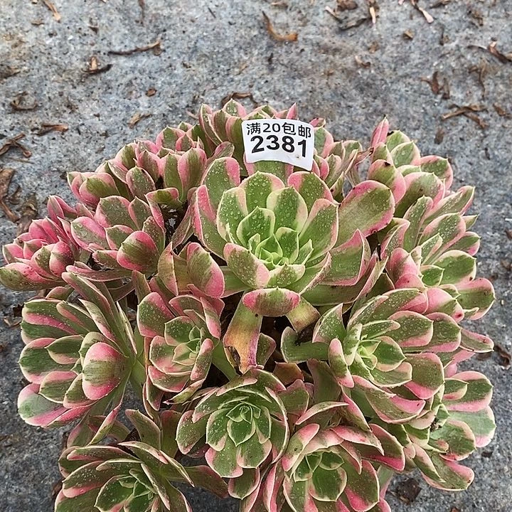 2381 一颗法师多肉