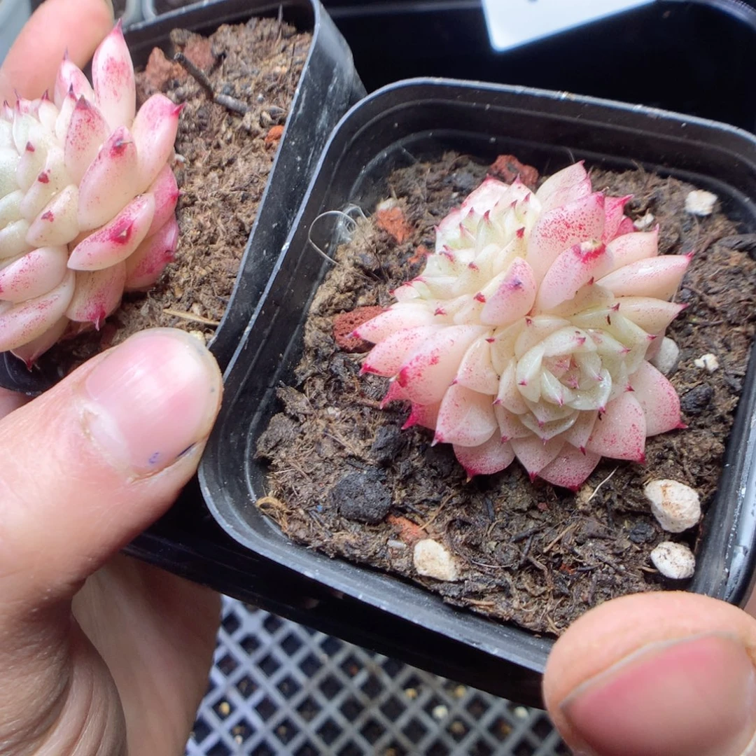 无花朵Q85。yyyyyyy