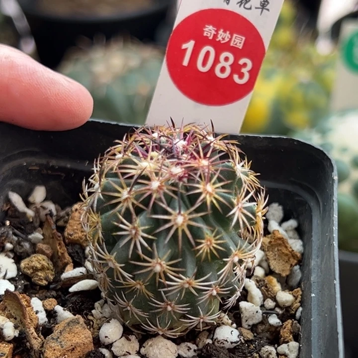 实生带中刺红廉玉3.3cm