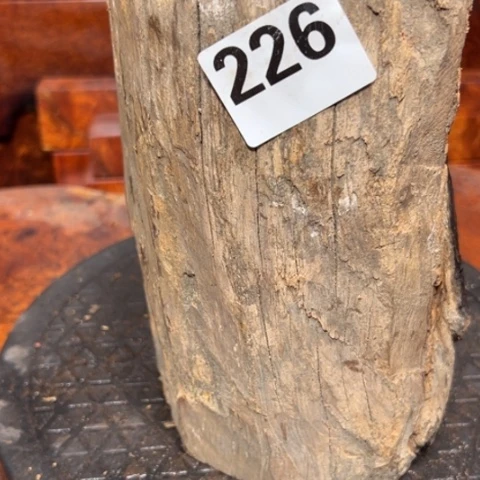 大果紫檀（缅甸花梨）