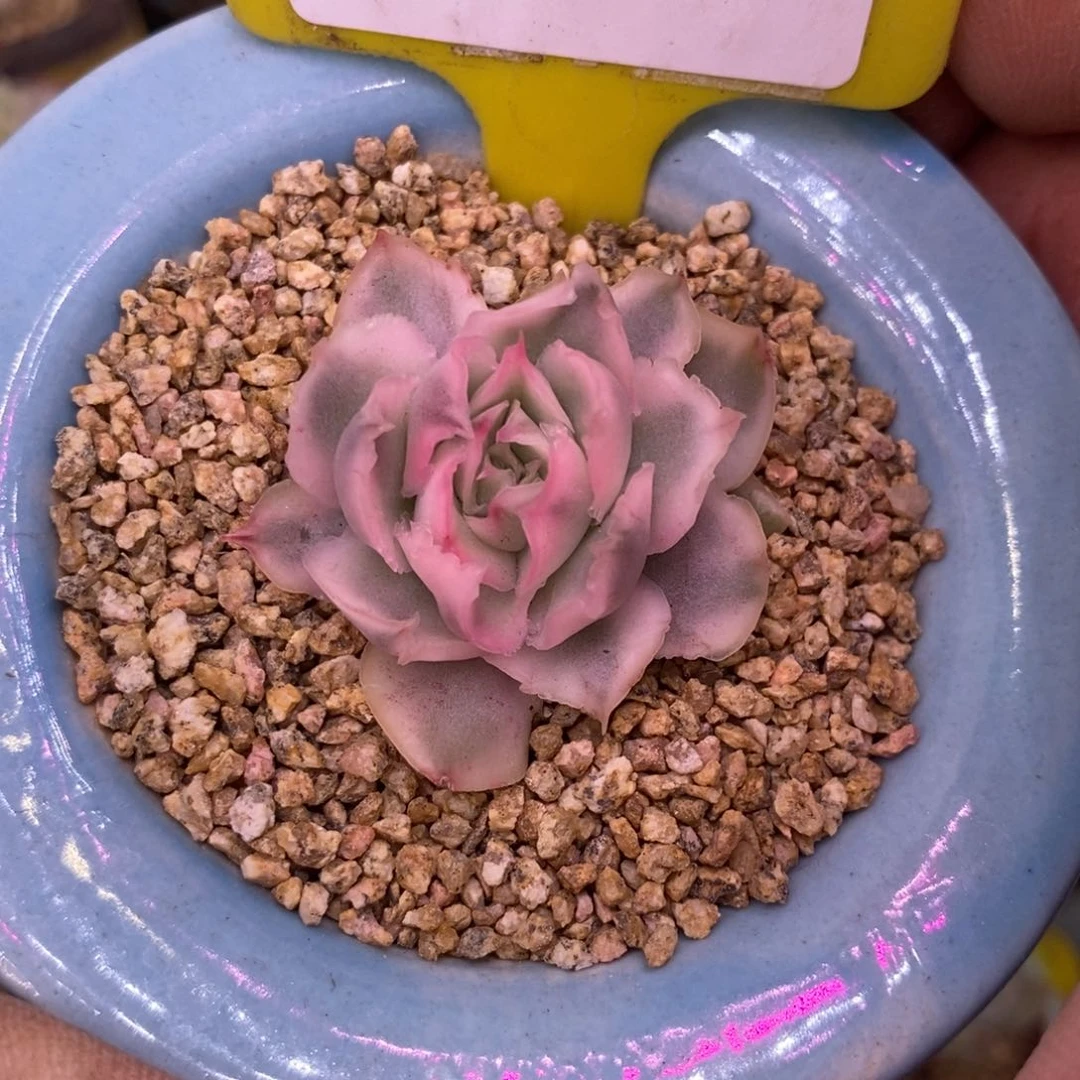 266紫蝴蝶锦群多肉