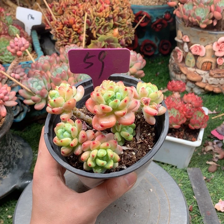 屹***）多肉植物一物一拍59