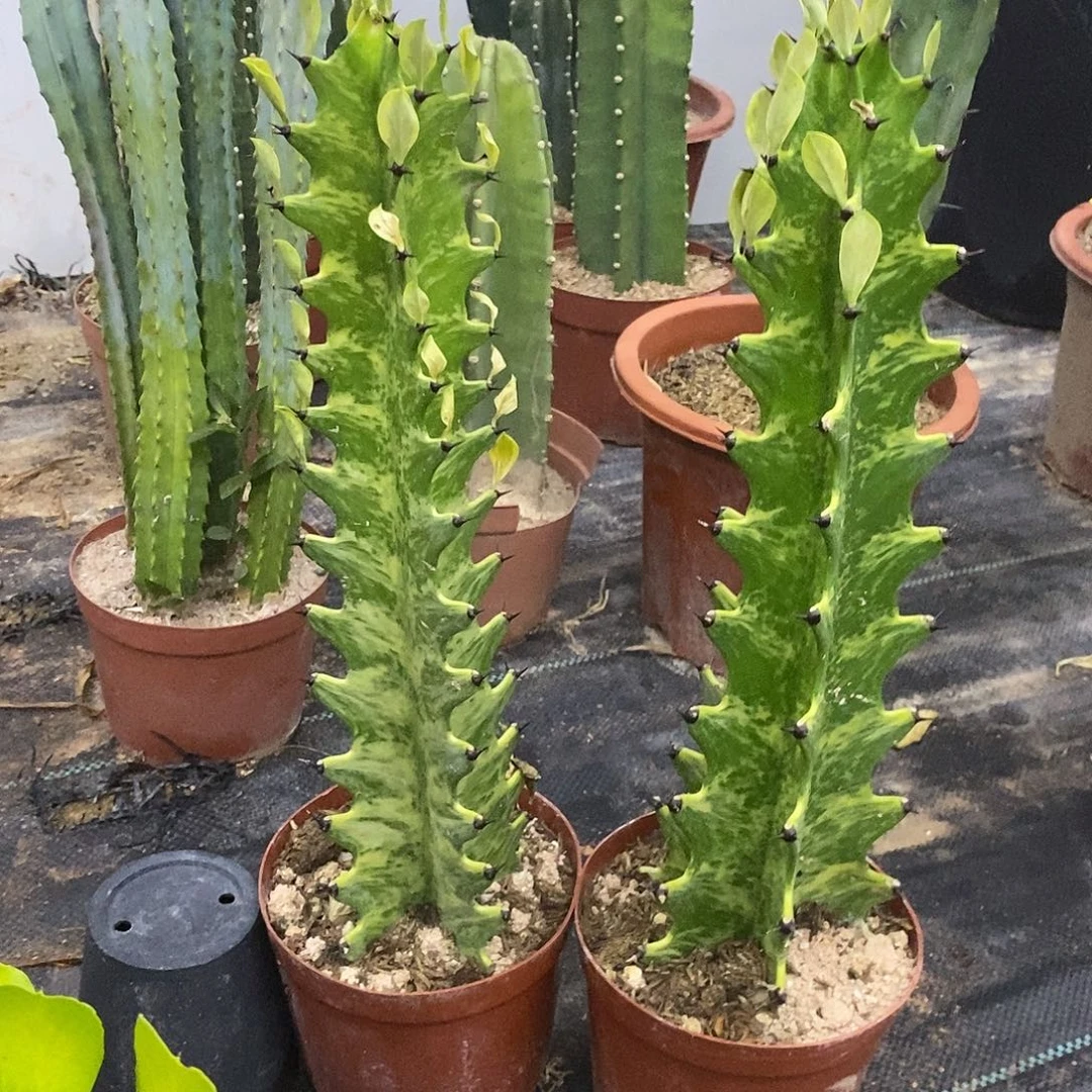 虎斑大戟一物一拍