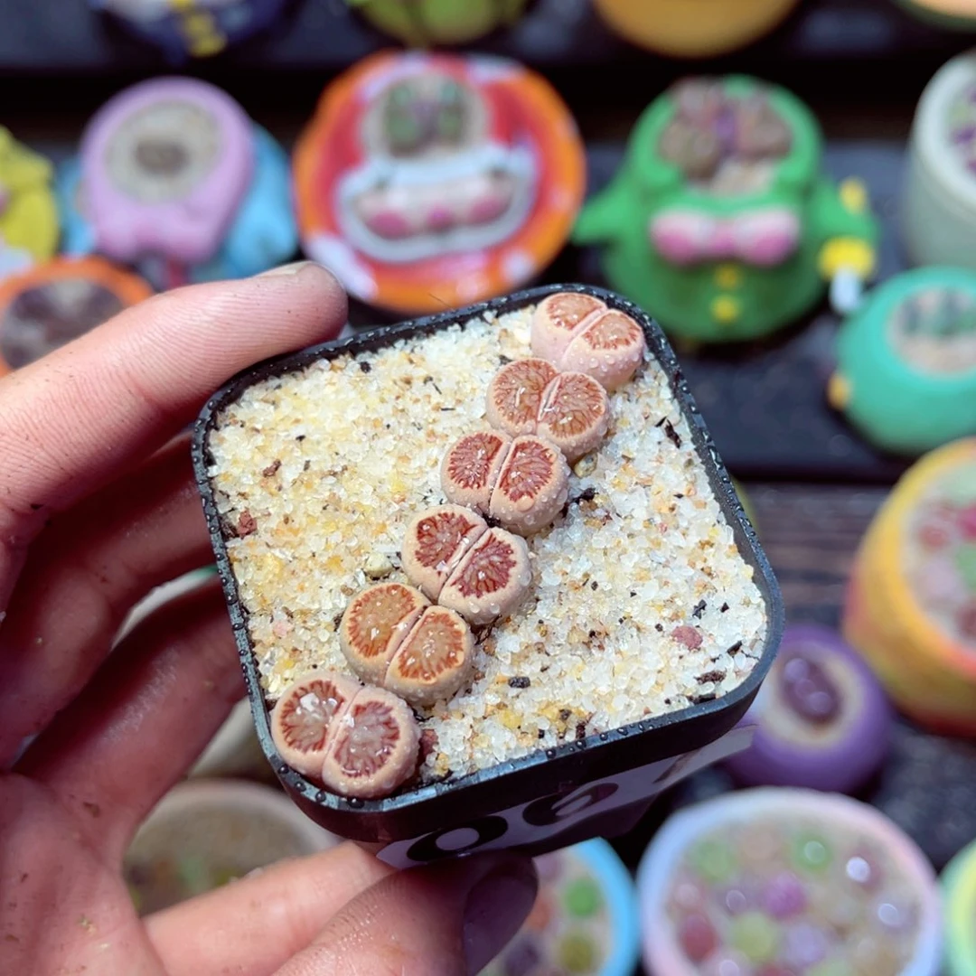 067生石花带盆发