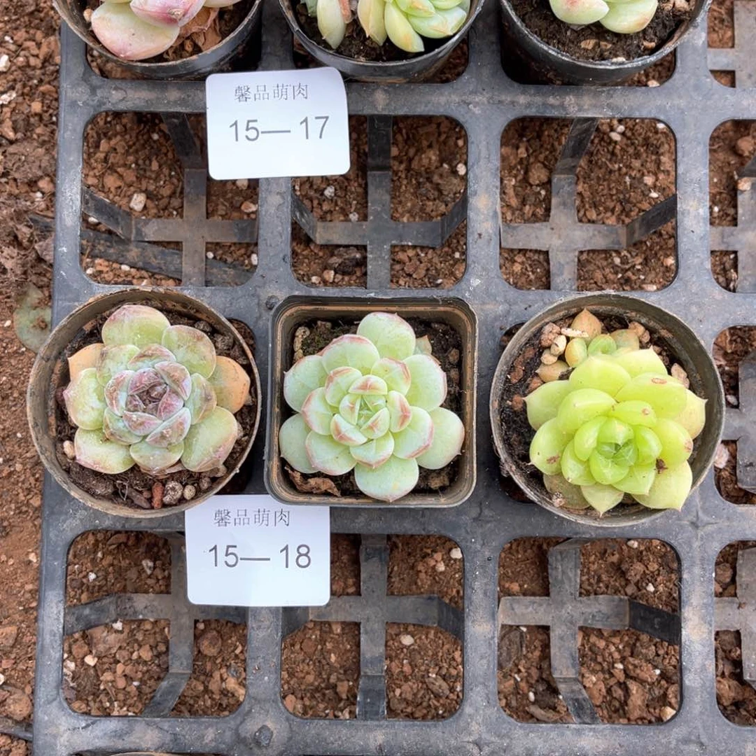 十七亩多肉一物一拍15-18