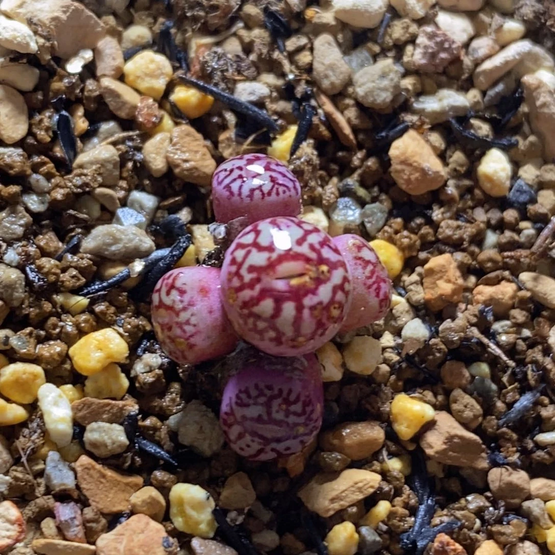 714群生好看好看好看