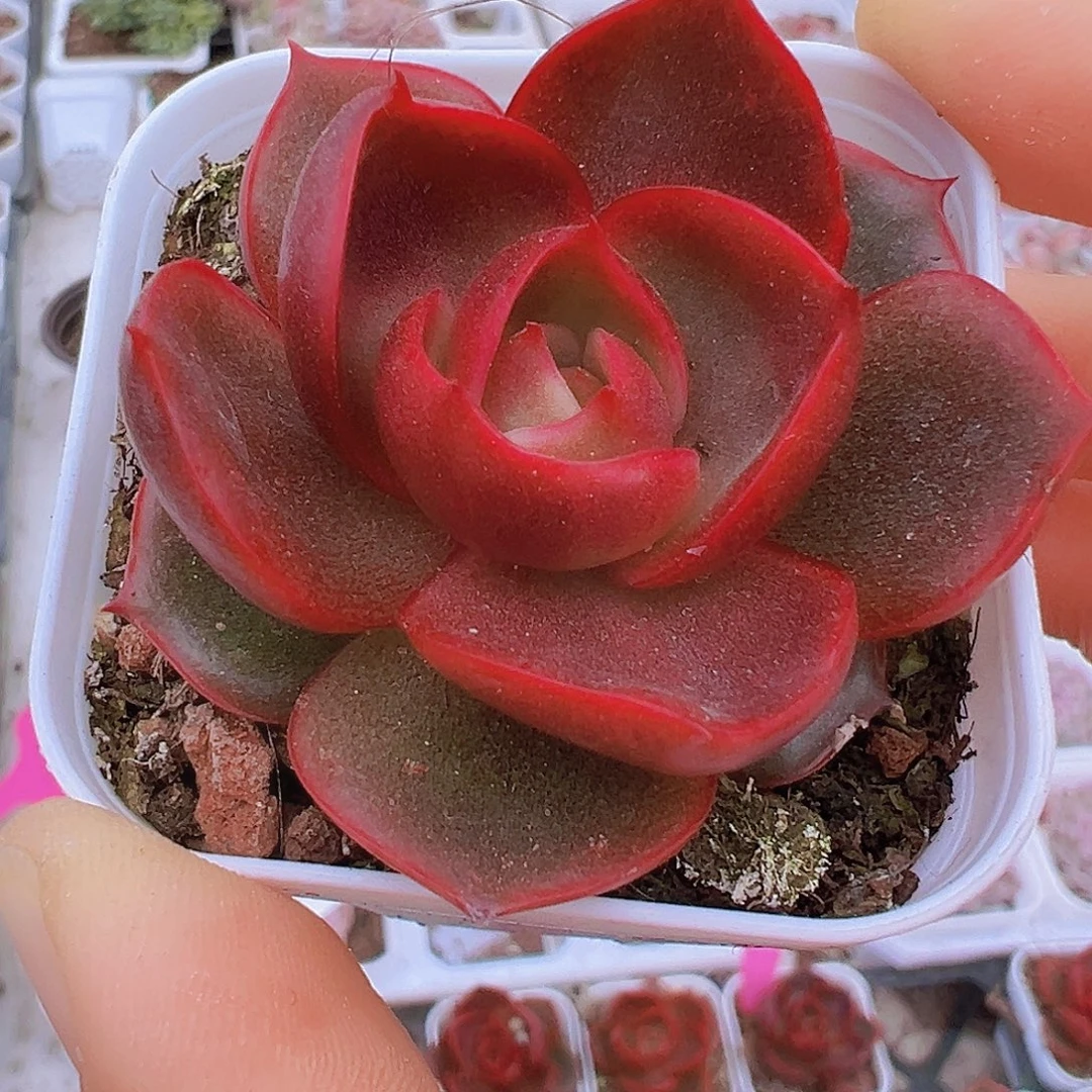 5.5盆红灯2颗19包邮