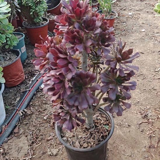 黑法师加急发货了7