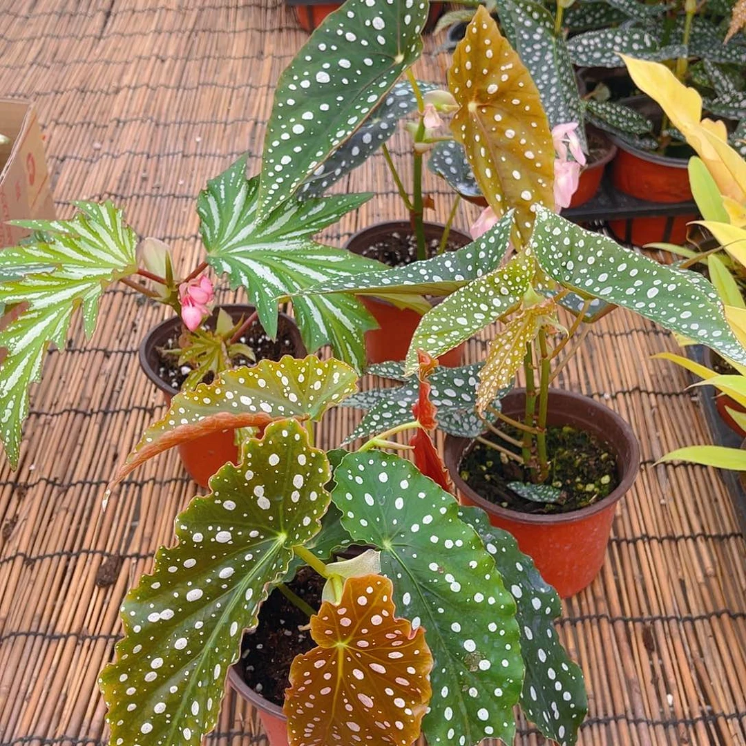 完全开放乌头杂，塞拉山王，白冰，粉旗鱼