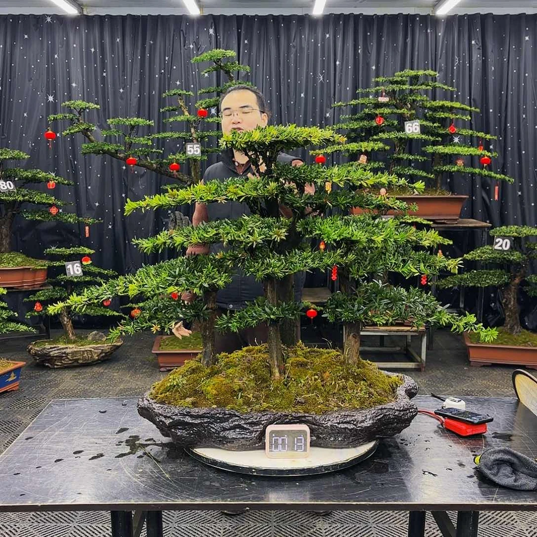 松树柏树造型盆景