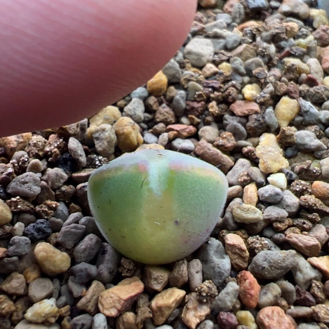 119多肉单头优选猫耳空蝉一棵特