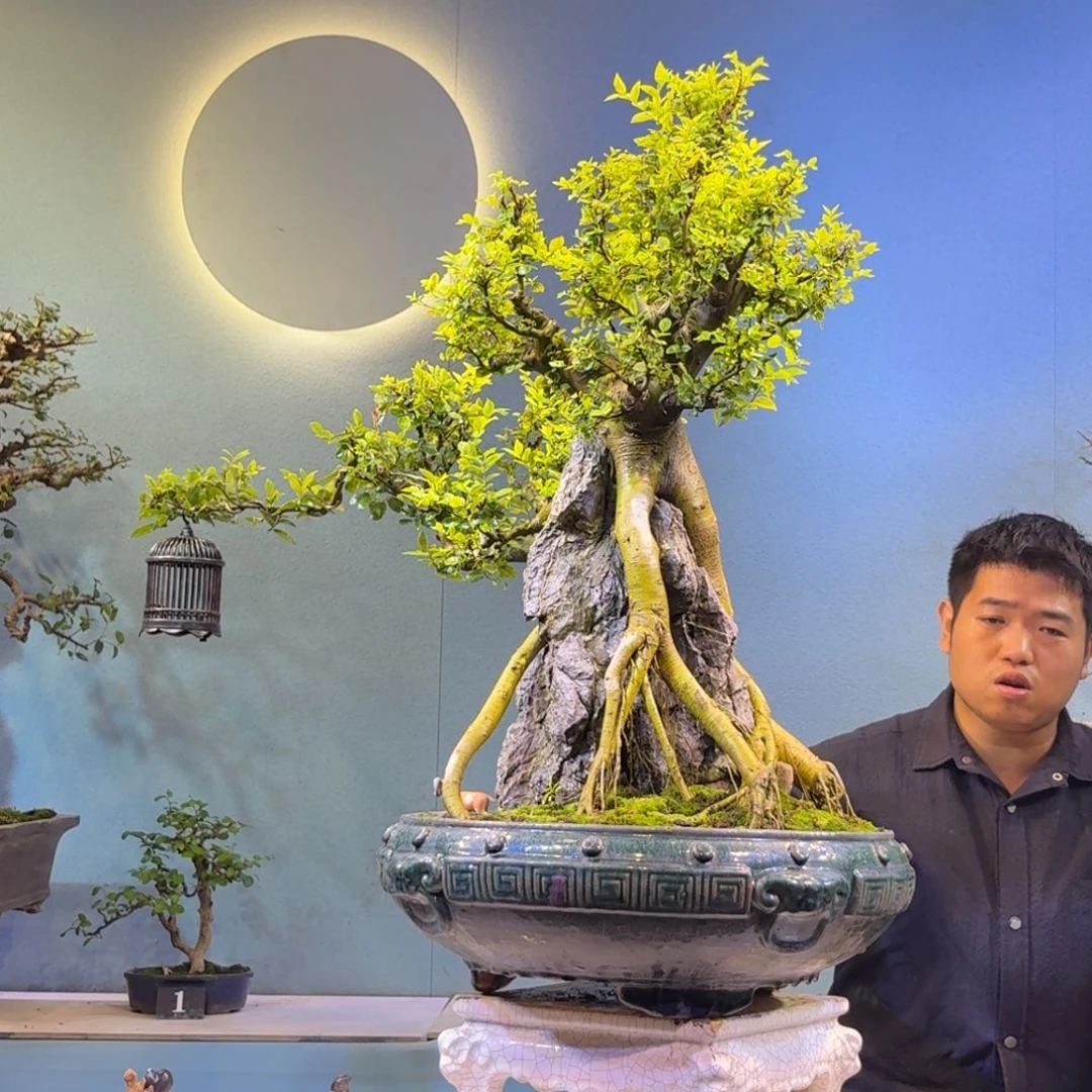 用***6无花朵朴树一物一拍