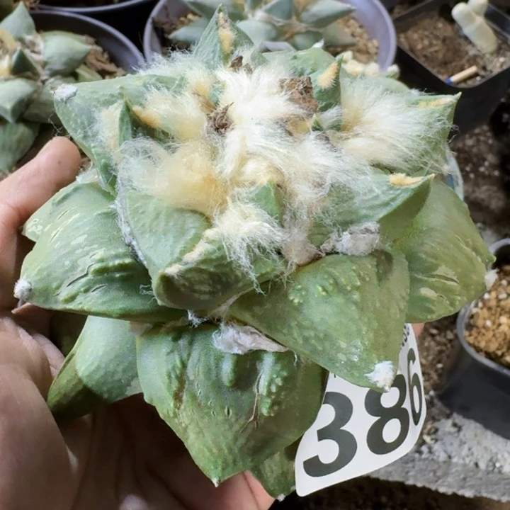 福利苗接大牡丹386