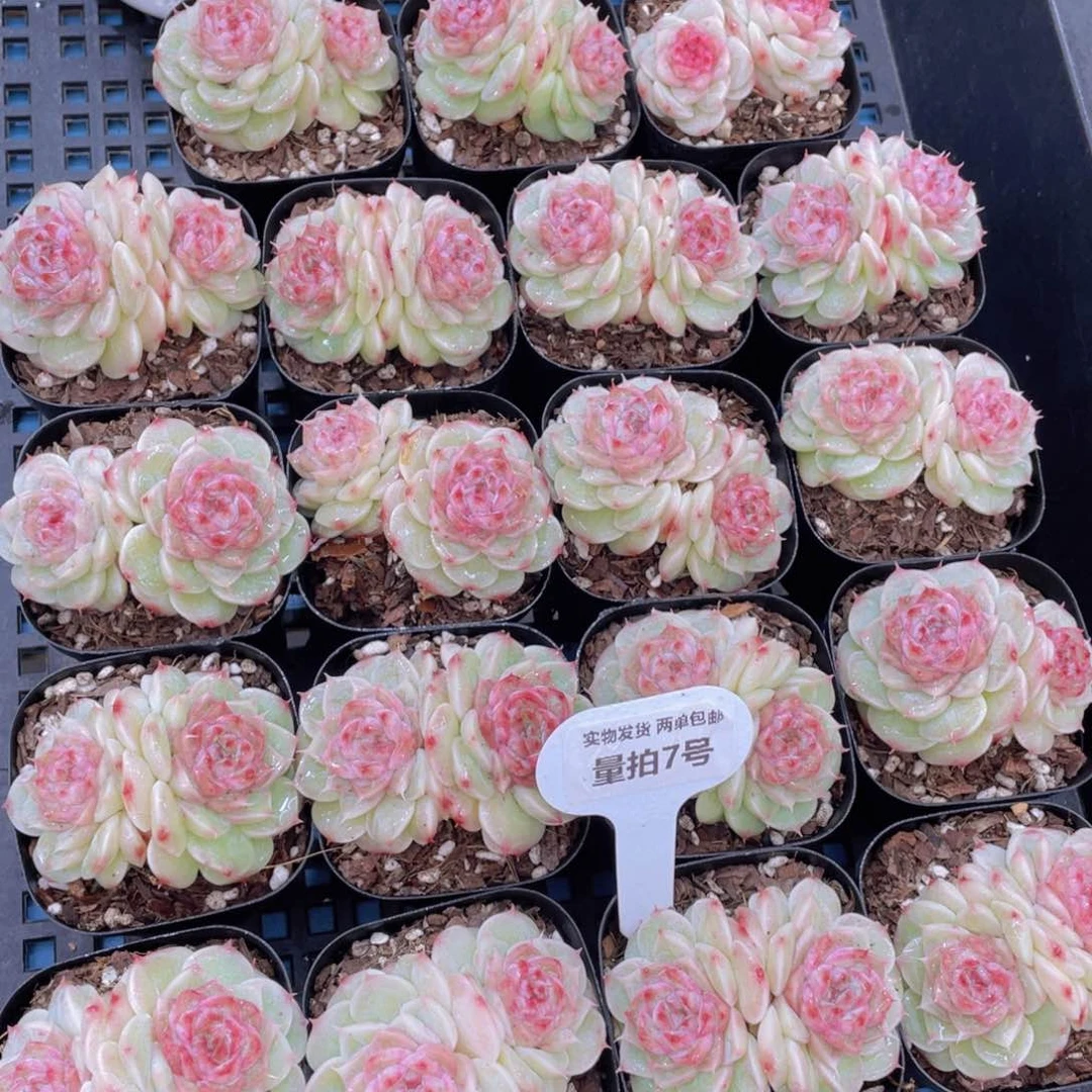 量拍7好圆叶睫毛荧石珍妮双头一个