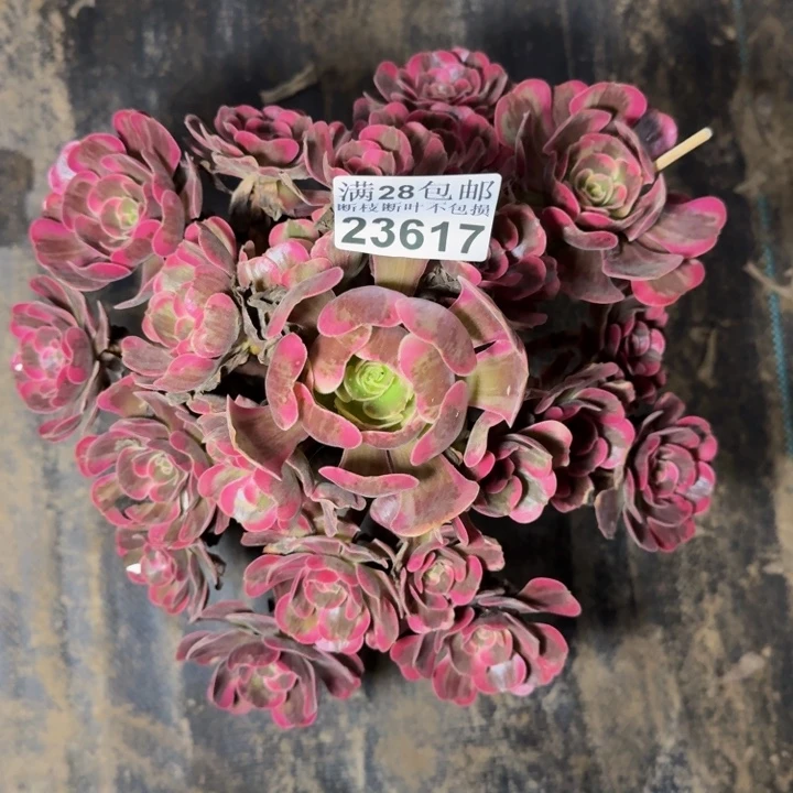 23617南凤冠不包断枝多肉