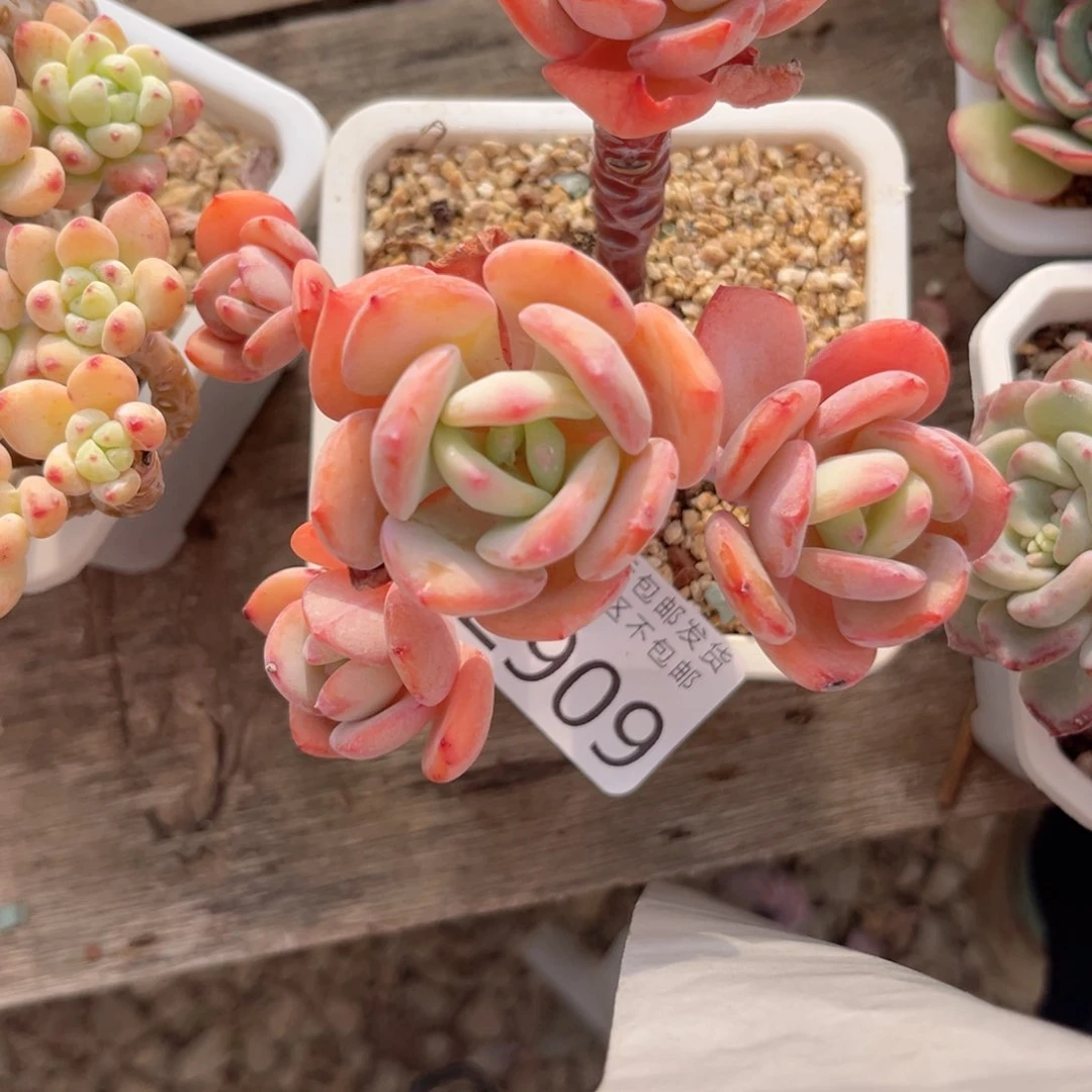 大2909、b f v c b b j j j