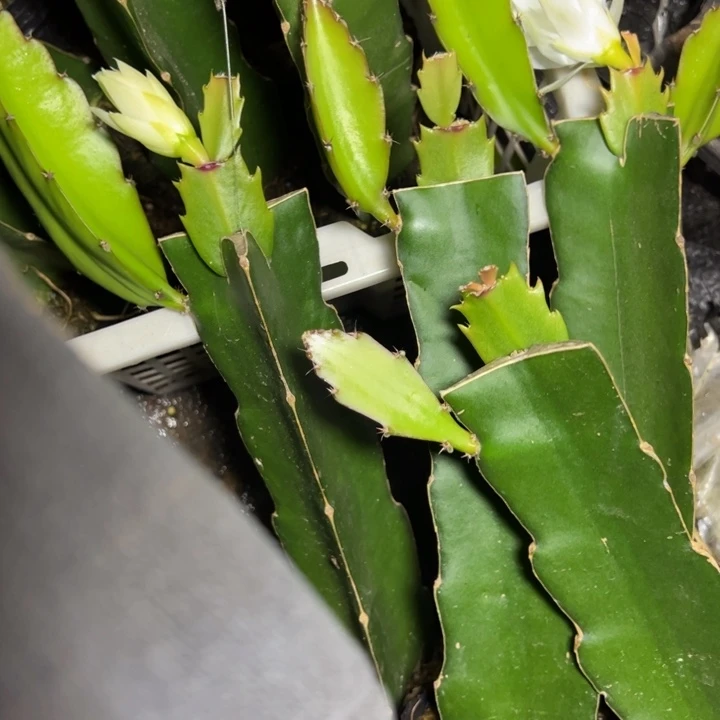 高纯005嫁接单片小苗一颗30