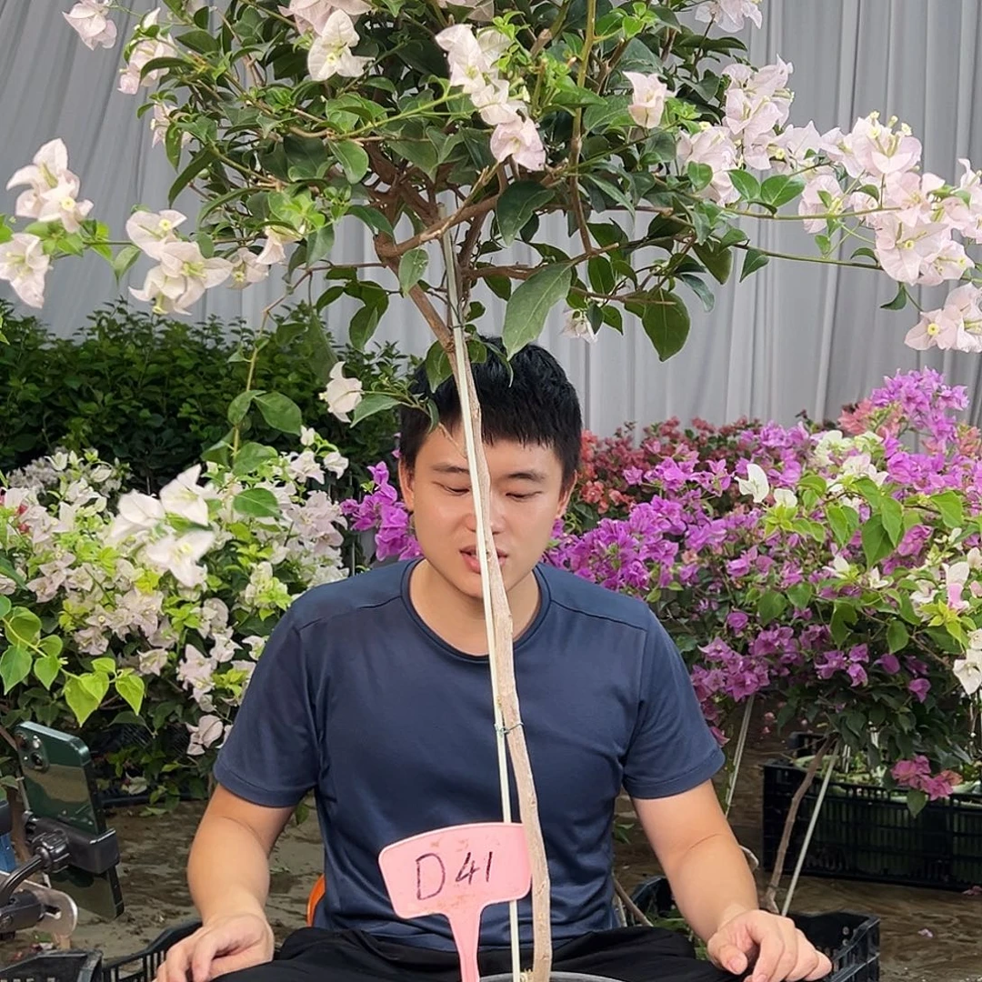 小***程大部分花苞少量开放D41苹果花