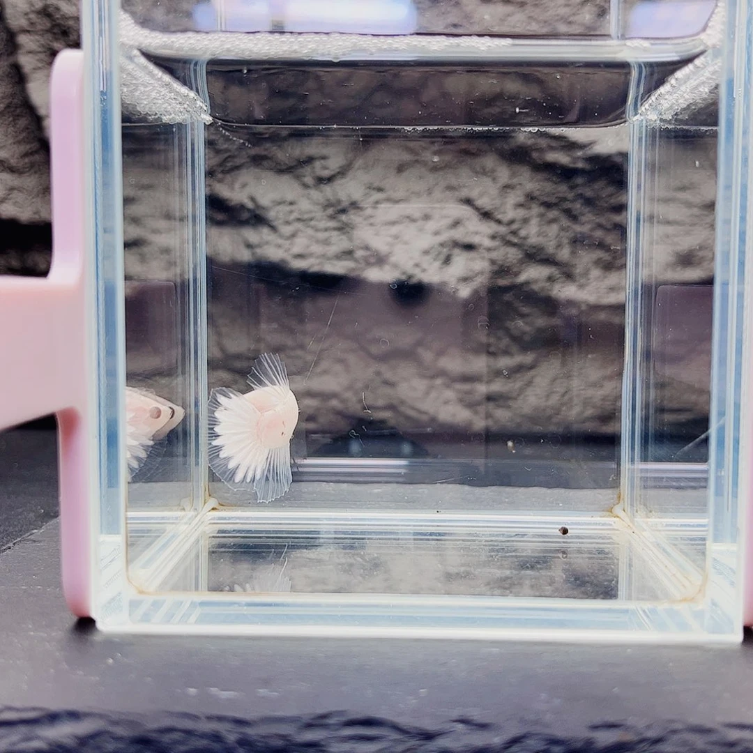 海水鱼宙斯斗鱼竞拍09-24