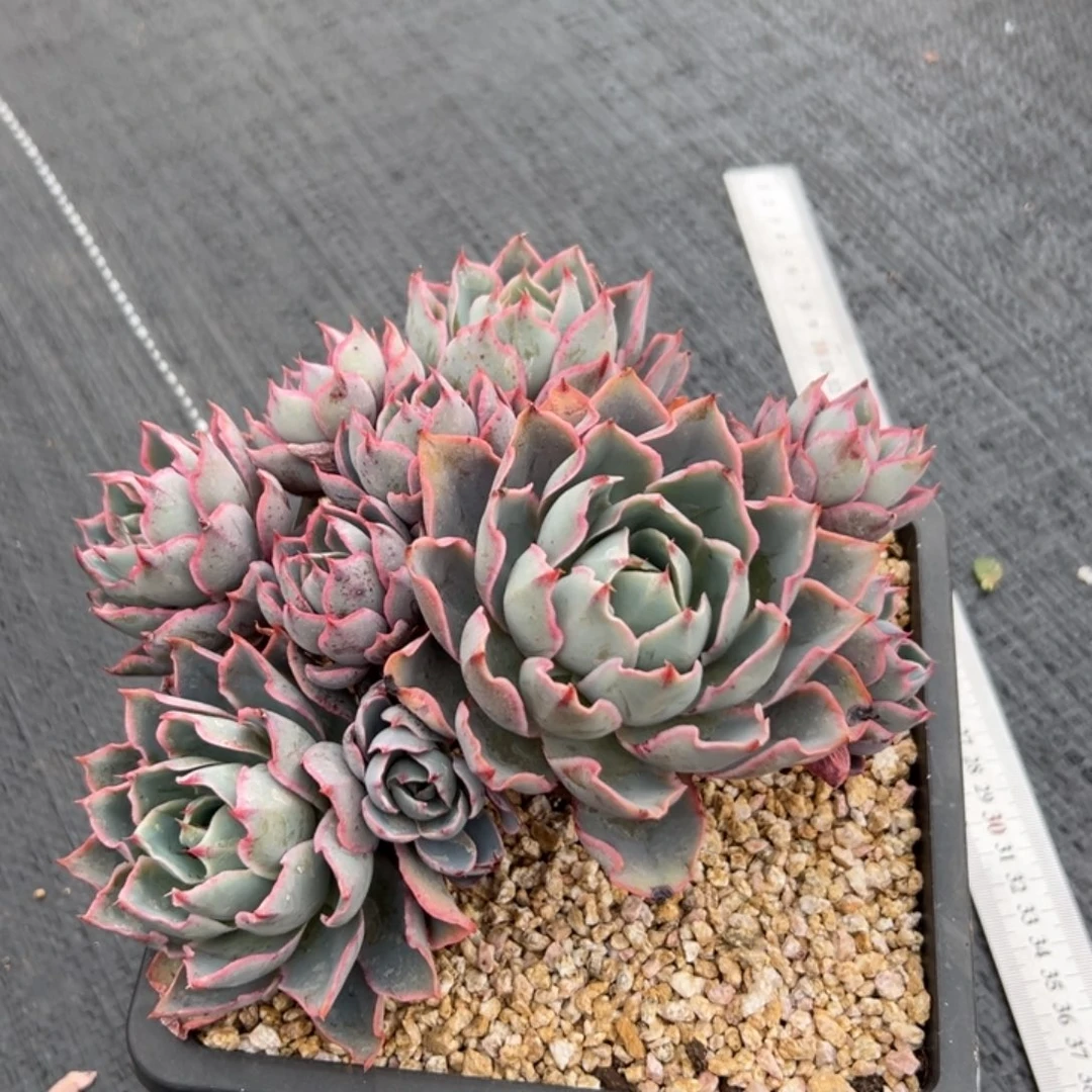 闪购1无砍老桩赫拉