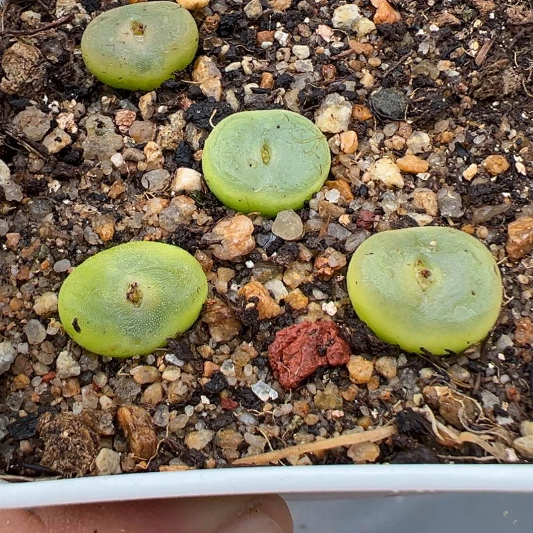 2.7好看的多肉746