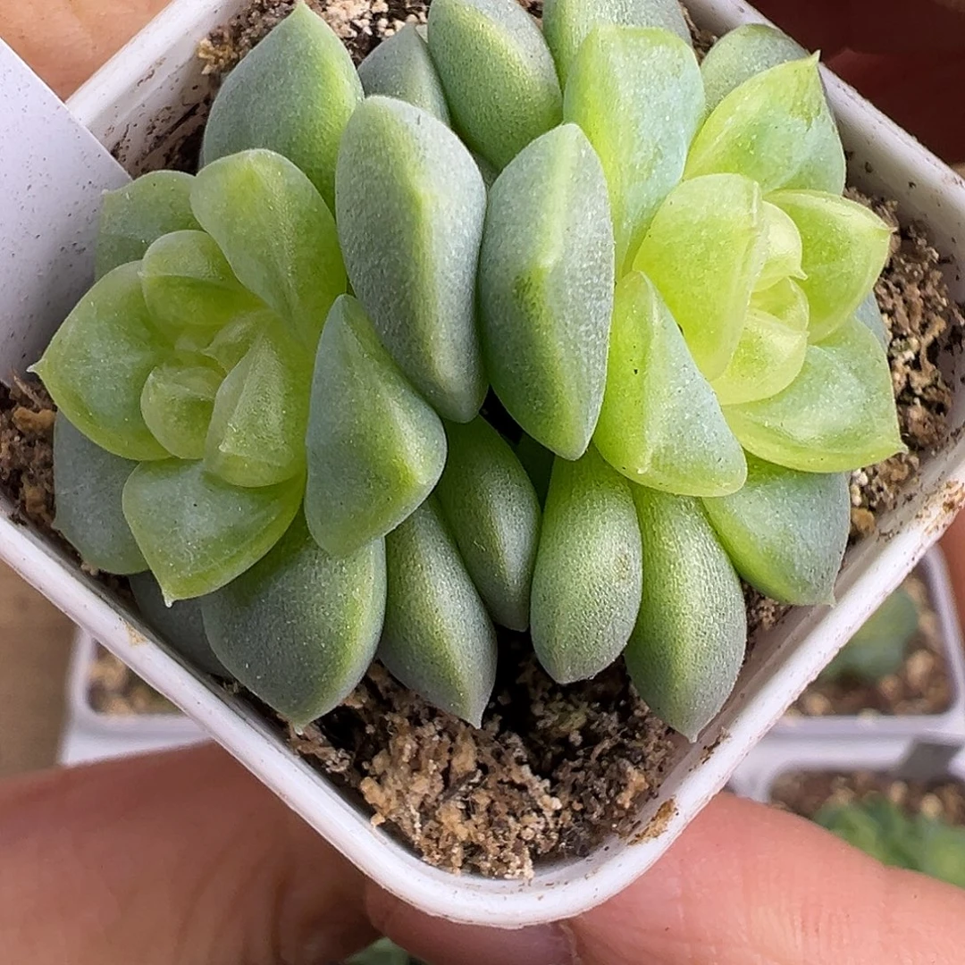 双头颜汐。