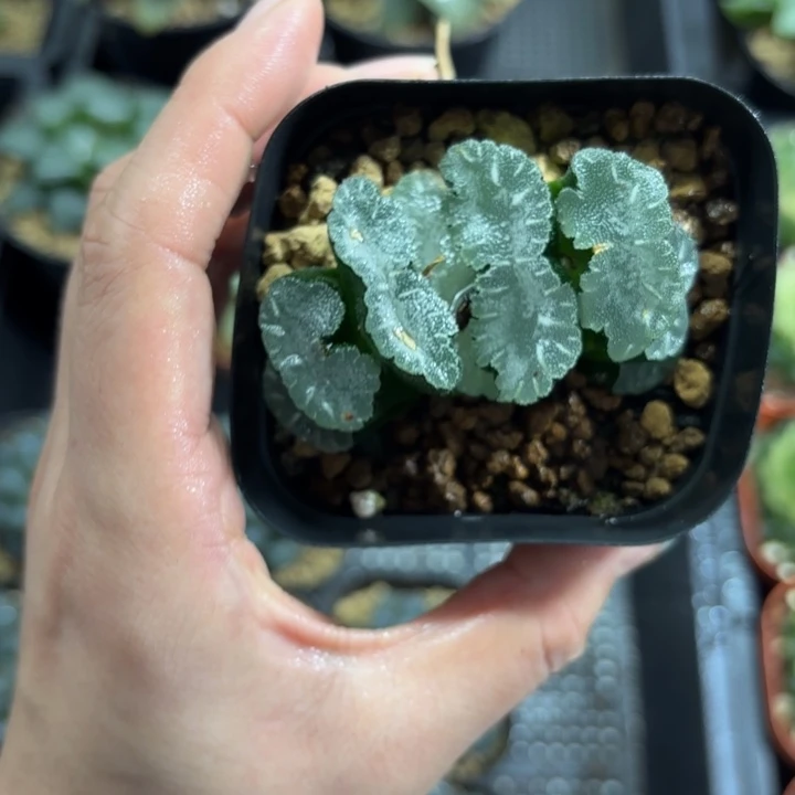 白熊玉扇多肉植物