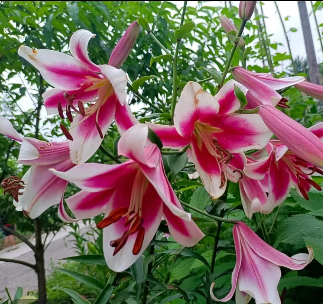 老黑家的种球【美素】  今年不开花荷兰进口浓香百合种球四盆栽庭院