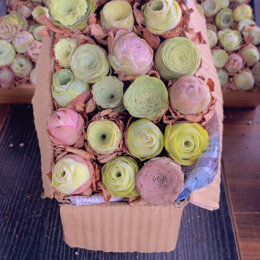 保底三十二颗以上量拍888888