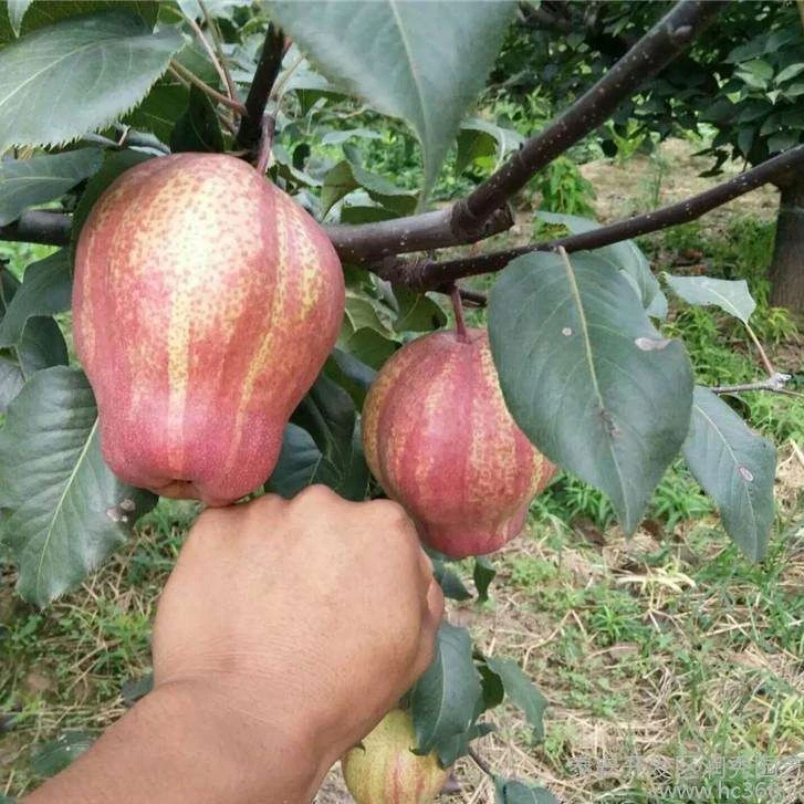 果树树苗种特大果树苗南北方种植盆栽地栽嫁接苗
