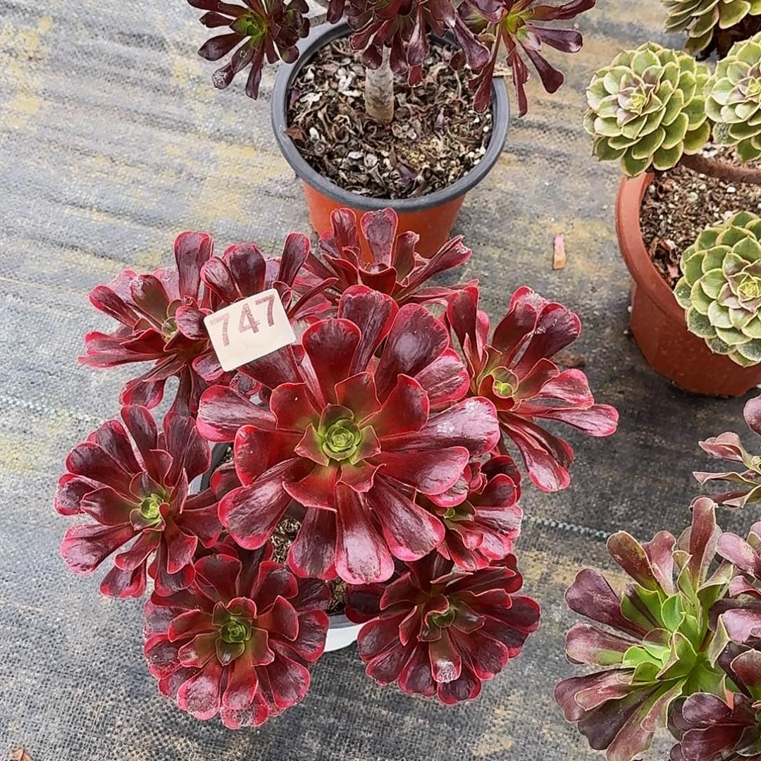 747爱神冠服30公分